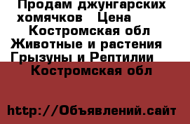 Продам джунгарских хомячков › Цена ­ 70 - Костромская обл. Животные и растения » Грызуны и Рептилии   . Костромская обл.